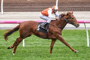 Lycurgus lays down the law with Flemington win